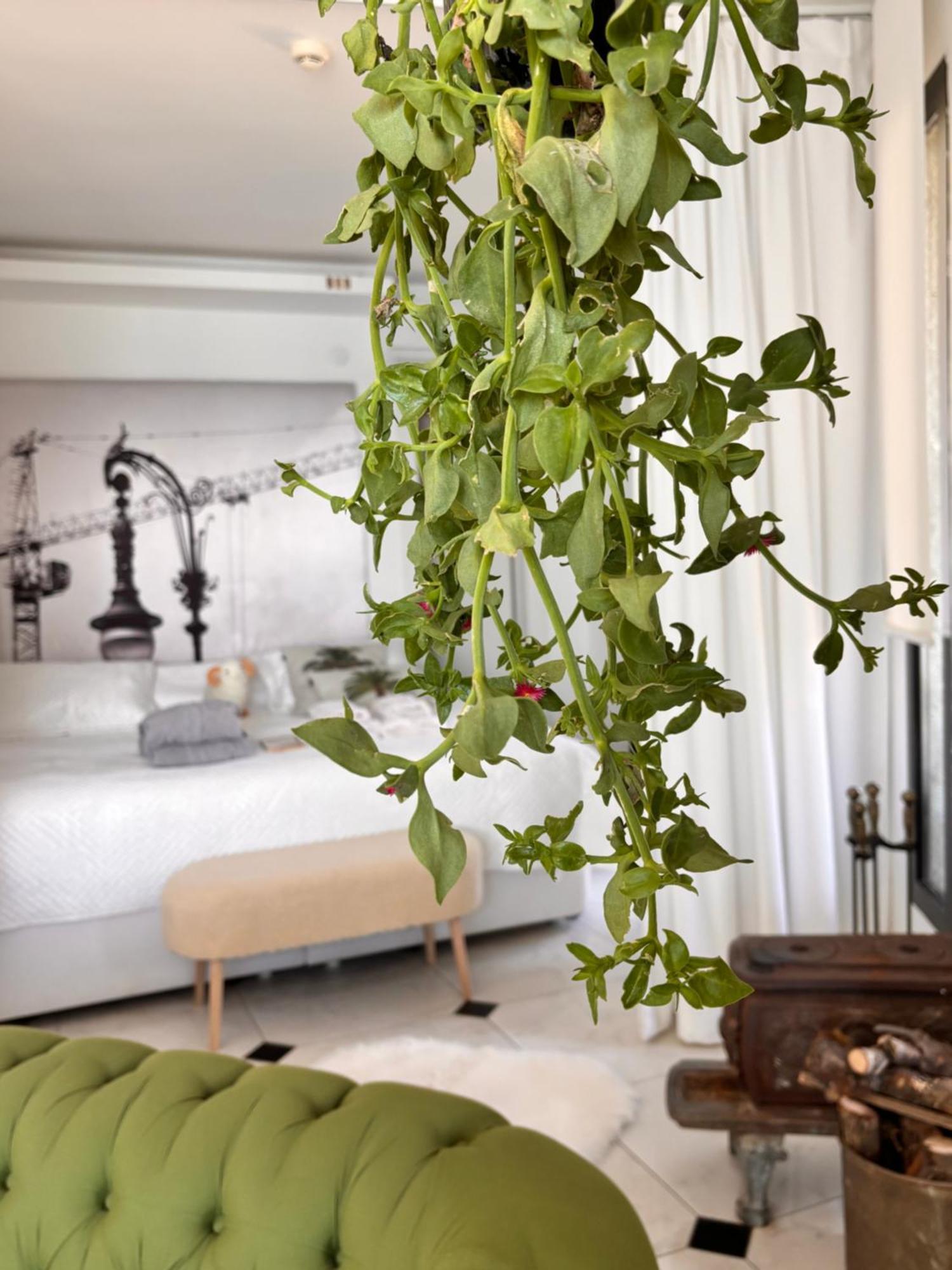 Sato Design Hotel (Adults Only) Кешме Номер фото